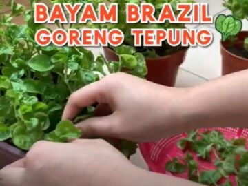 Teh Tumpah Sis - Bayam Brazil Dah Boleh Petik