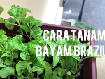 DIY Jer - Cara Tanam Bayam Brazil